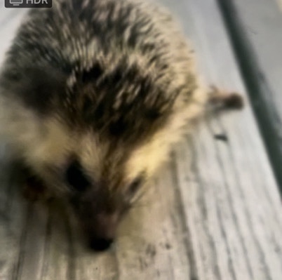 Any – Hedgehog