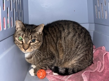 Male cat – Moreno Valley