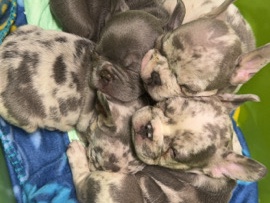 frenchie puppys