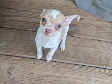 Chihuahua – Beautiful Blue Eyed Boy! – Spartanburg