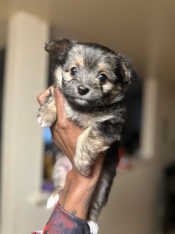 Yorkshire Terrier – need a home