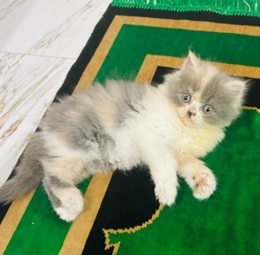 Persian (Traditional) – Persian kittens