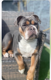 Olde English Bulldogge – olde English bulldog puppies fluffy and short hair
