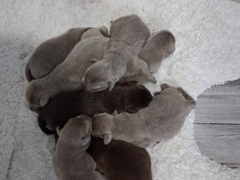 Labrador Retriever – Labrador silver color – Simi Valley