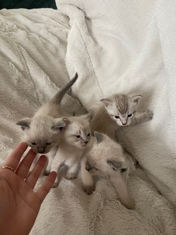 simese kitten for sale