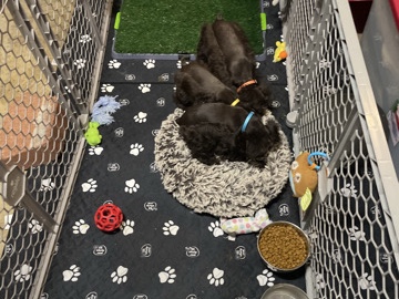 Miniature Schnauzer – AKC Miniture Schnauzer Puppies – Houston