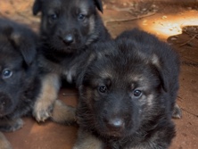 filhote de pastor alemão 