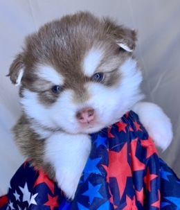 Pomeranian – Pomsky Puppies Available
