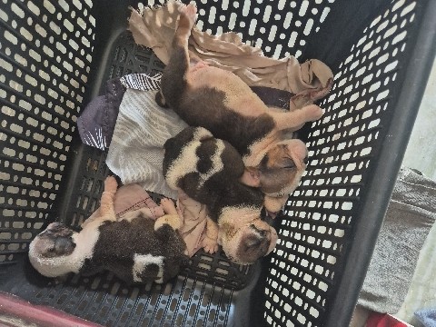 Olde English Bulldogge – English Bulldog Puppies – Penamaluru