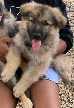 German Shepherd – Purebred German Shepherd Puppies