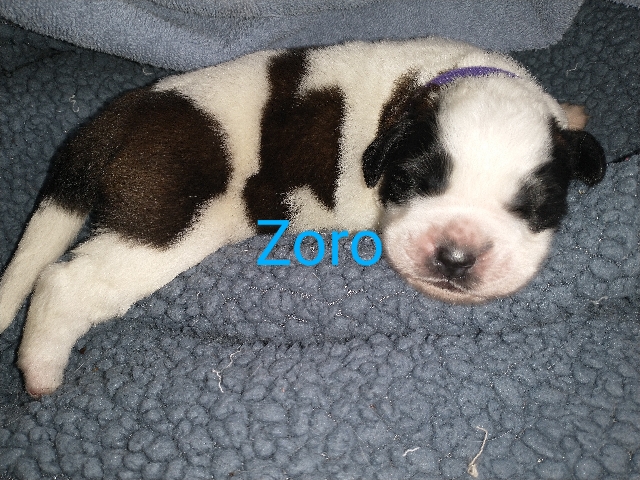 St. Bernard – St Bernard puppies