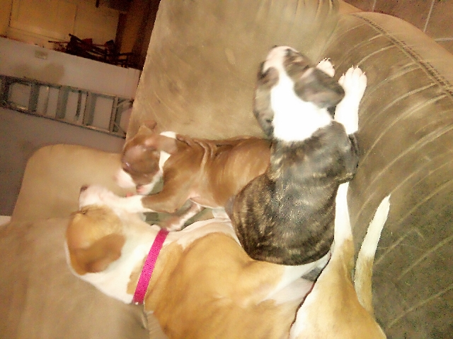 American Pit Bull Terrier – brindle pit bull puppies