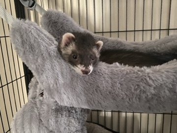 2 Young Ferrets - must stay together – Hollister