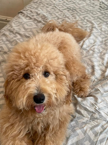 Australian Shepherd – Aussiedoodle