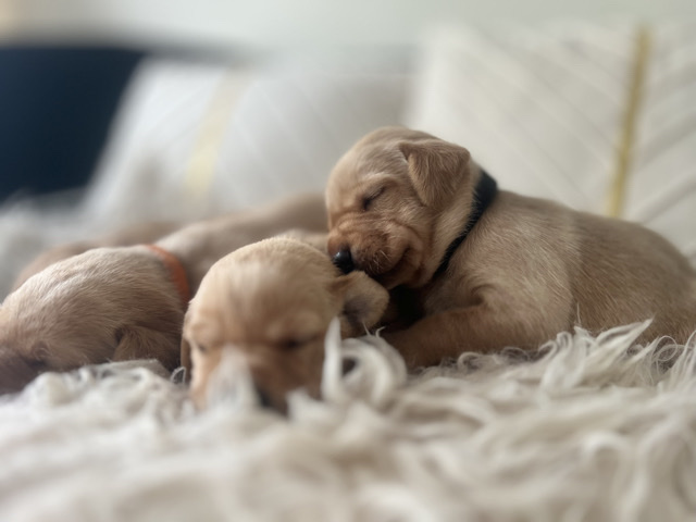 Labrador Retriever – KC Reg Fox Red Yellow Champagne Labrador Pedigree – Spalding