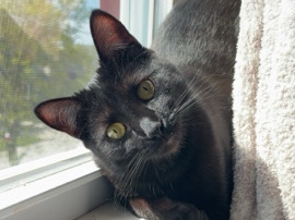 Bombay – Loving black cat – Lakewood