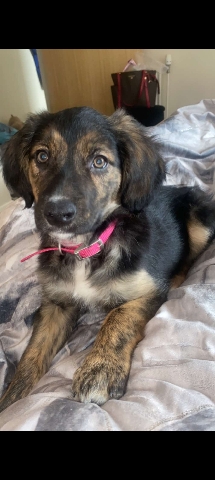 Border Collie – collie x golden retriever
