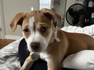 Beagle – Sophie, Beagle/Siberian Husky Mix – St. Louis
