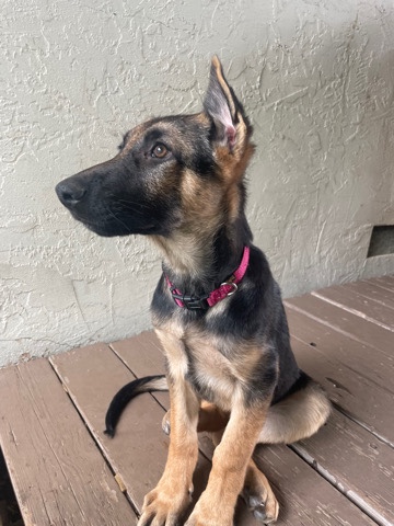 German Shepherd – 3 month german shepard puppy