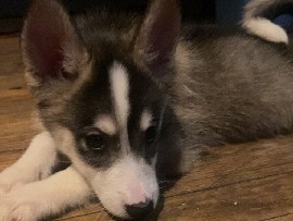 Pomsky – Tiny the male Pomsky – Muskegon Heights