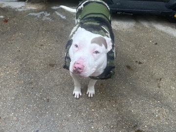 American Staffordshire Terrier – donne staffie – Bagnolet