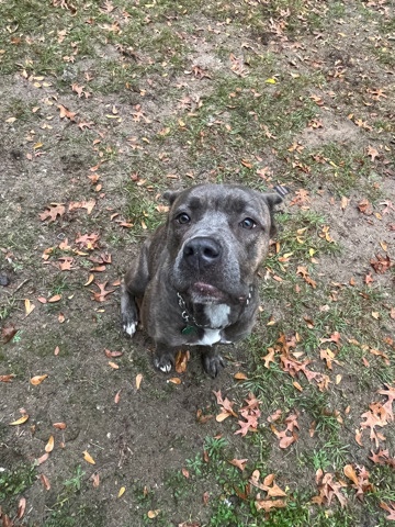 Cane Corso – Cane Corso