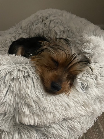 Yorkshire Terrier – Princeton