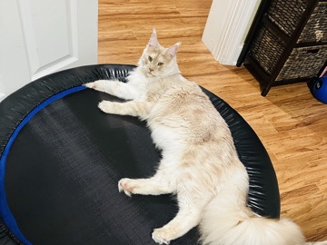 Maine Coon β Liam π πΎ