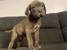 Cane Corso – Cane Corps 9 week old Male
