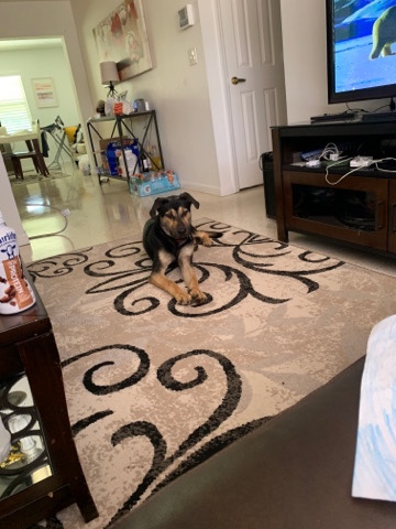 Rottweiler – 130$$