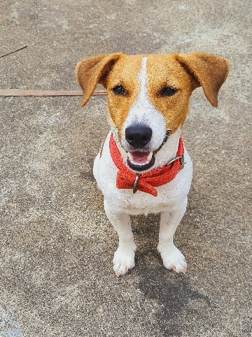 Jack Russell Terrier – JRT Jack Russell Terrier