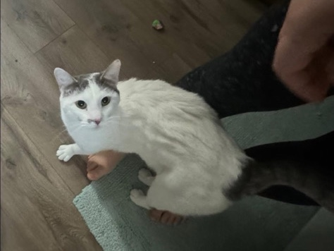 American Shorthair – Re-Homing Friendly Barn Cat – Greeley