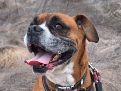 Boxer – Boxer in need of rehome – Encinitas
