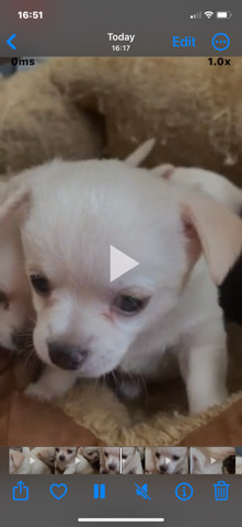stunning chihuahua pups