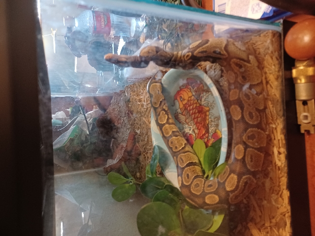 Ball Python 1 year old not yet full grown