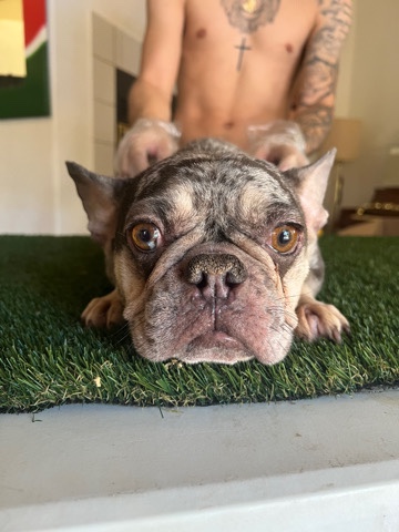 French Bulldog – rehoming