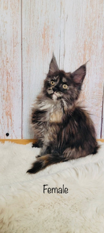 Maine Coon – Maine **** female