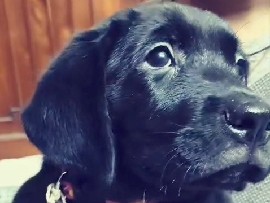 Labrador Retriever – 2 Month Old American Black Female Labrador Puppy – Bhubaneswar
