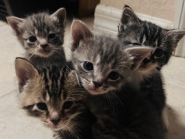 kittens for sale ❤️