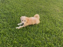 Goldendoodle – golden doodle – Houston