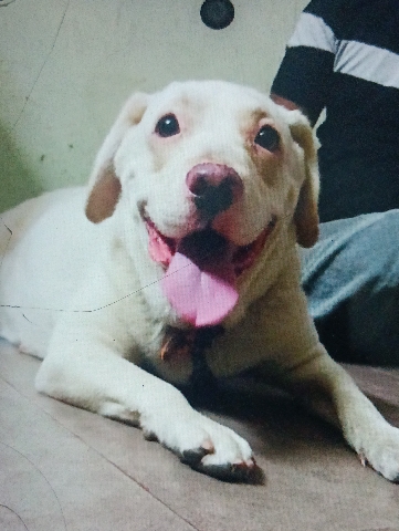 Labrador Husky – 1year