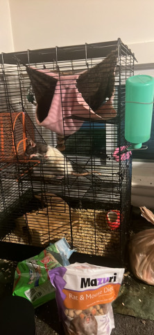 Any – two loving rats