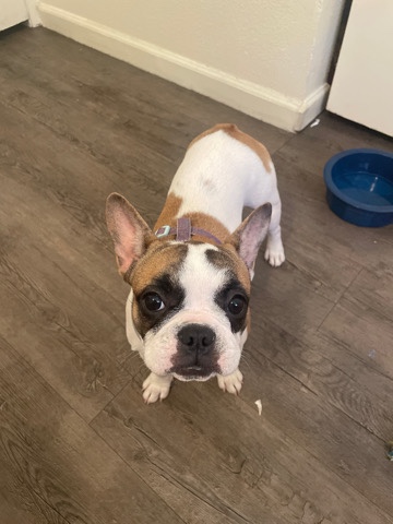 French Bulldog – Male and female French Bulldogs