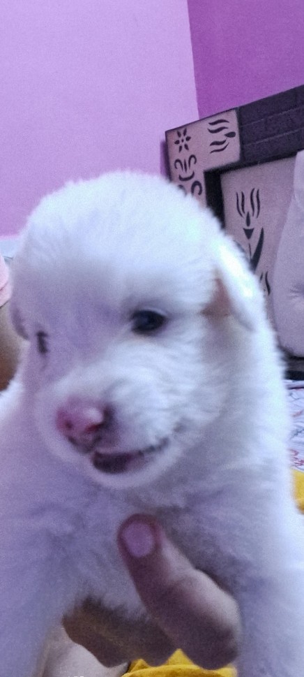 Indian Spitz – 3 pomeranian puppies please call ***
