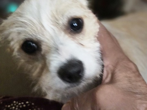 American Staffordshire Terrier – Half Chihuahua, half terrier. – Litchfield Park