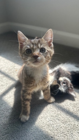 American Shorthair – kitten needs loving home