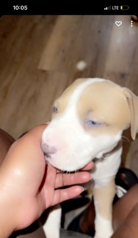 American Pit Bull Terrier – selling puppies my dogs had puppies