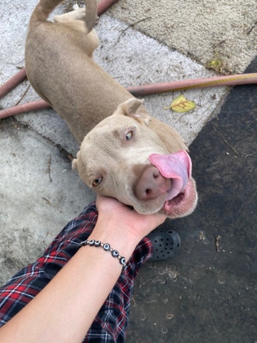 American Pit Bull Terrier – Needs a better home send me your # if interested