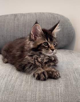 Maine Coon – Maine **** Kitten (female) - GhostIsle Aura