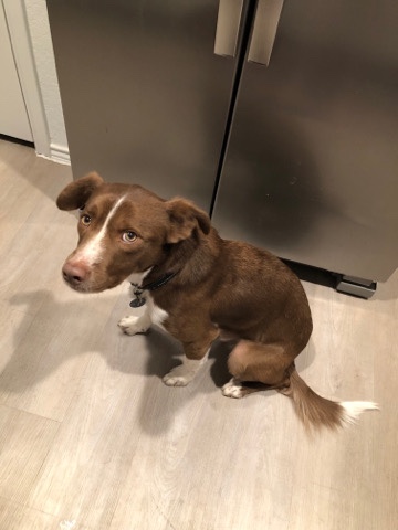 Border Collie – Looking for a home for Arlo